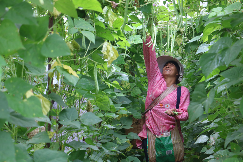 村民正在採摘四季豆。楊永見攝.JPG
