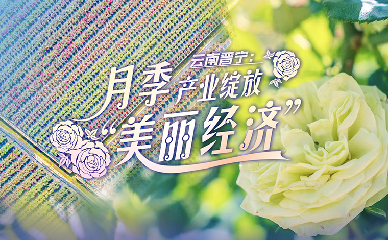 云南晋宁：月季产业绽放“美丽经济”